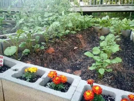 Pros and Cons in Cinder Block Raised Beds