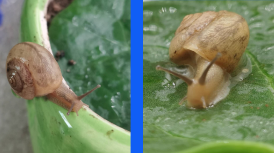 How do slugs eat and reproduce