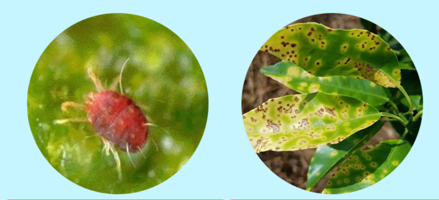 Seven Tips for Successful Spider Mite Management Using Neem Oil