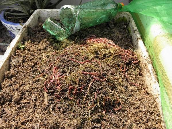 How to Start a Worm Farm for Garden at Home