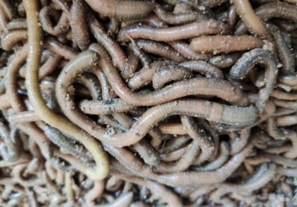 Are Earthworms Good or Bad for Potted Plants?