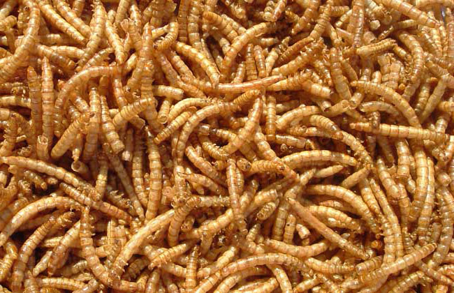 Are Mealworms in Compost Good or Bad?
